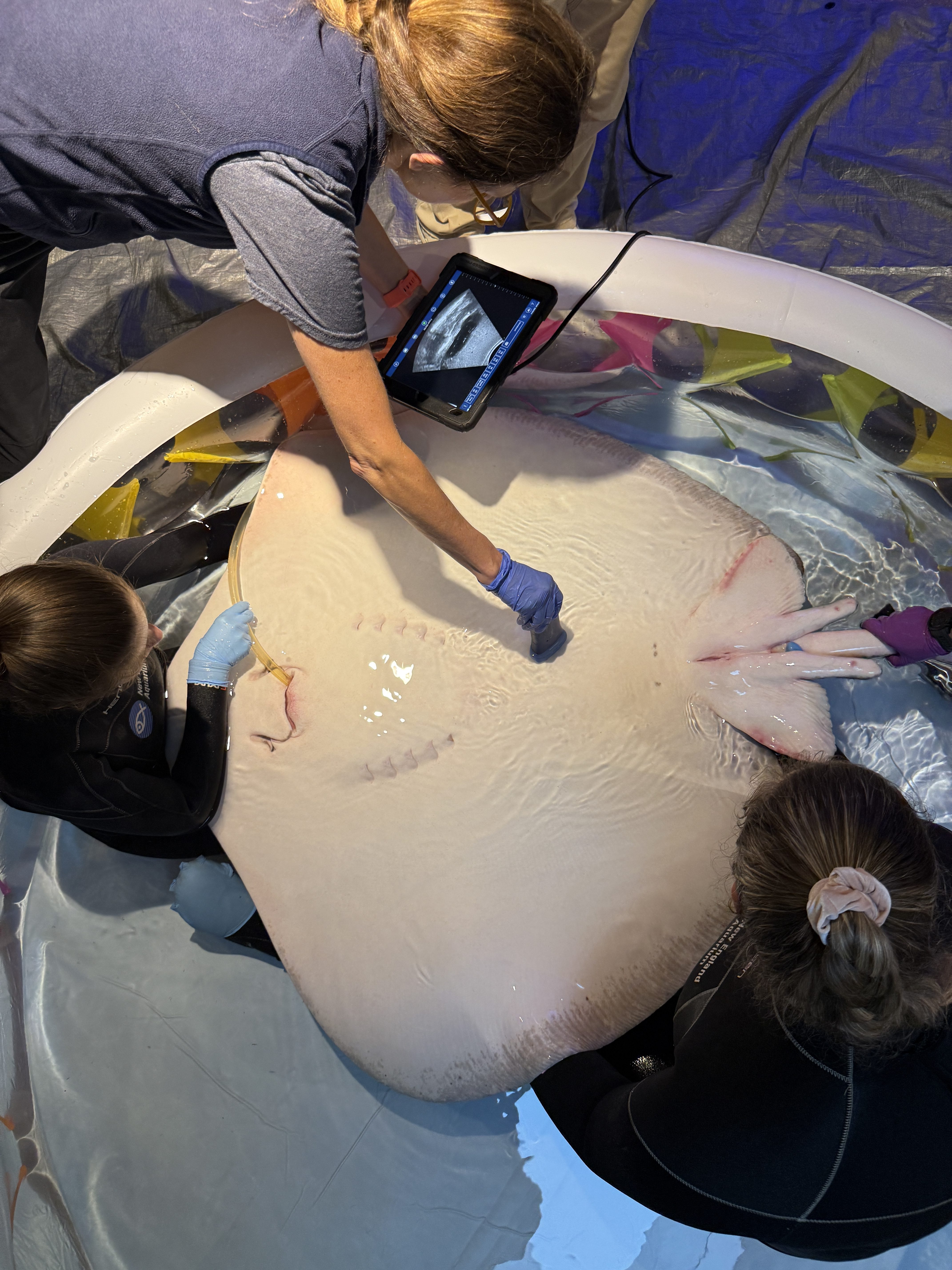 Veterans get an ultrasound scan for stingrays