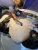 veteranarians give a stingray an ultrasound