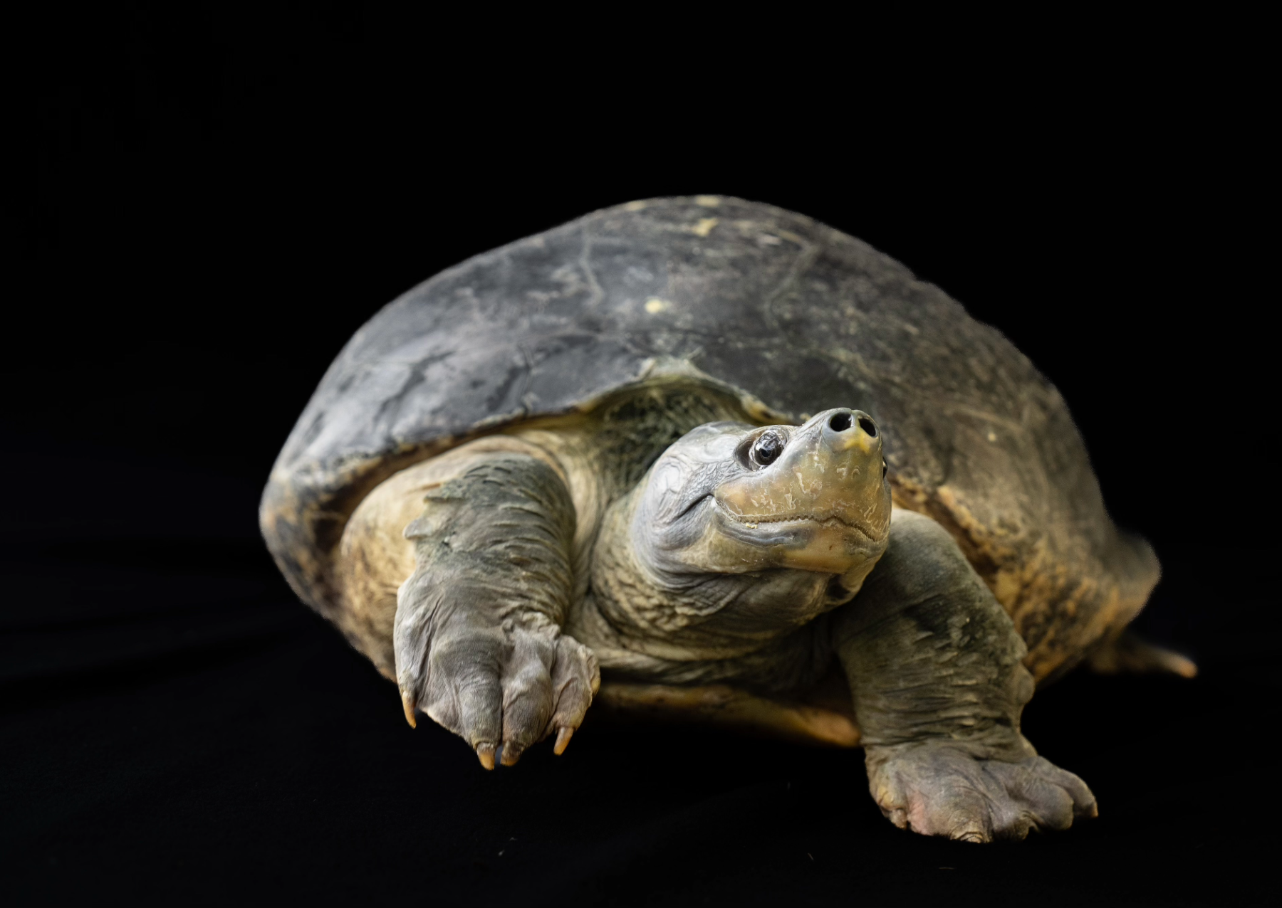 a large turtle with a pointed up nose