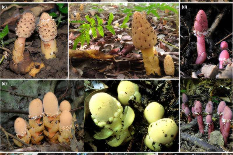 A selection of the sampled Balanophora plants. (a) B. japonica (left and center: Kyushu, Japan; right: Taiwan), (b) B. mutinoides (Taiwan), (c) B. tobiracola (from left: Okinawa, Japan; Taiwan), (d) B. subcupularis (Kyushu, Japan), (e) B. fungosa ssp. fungosa (from left: Okinawa, Japan; Taiwan), (f) B. yakushimensis (from left: Kyushu, Japan; Taiwan), (g) B. nipponica (Honshu, Japan).