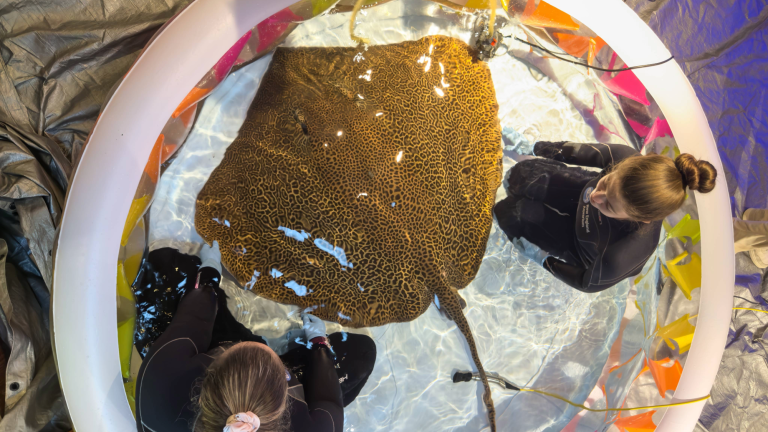 veteranarians sit in an inflatable pool with a large sting ray