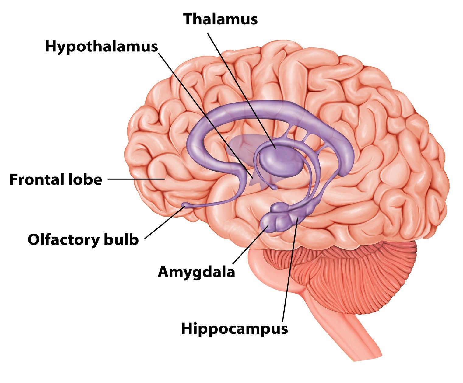 A medical diagram illustrating the deep structures of the human brain, showing the cerebral cortex in light pink and highlighting the limbic system in purple. Labels point to the Thalamus, Hypothalamus, Amygdala, Hippocampus, Frontal Lobe, and Olfactory Bulb.
