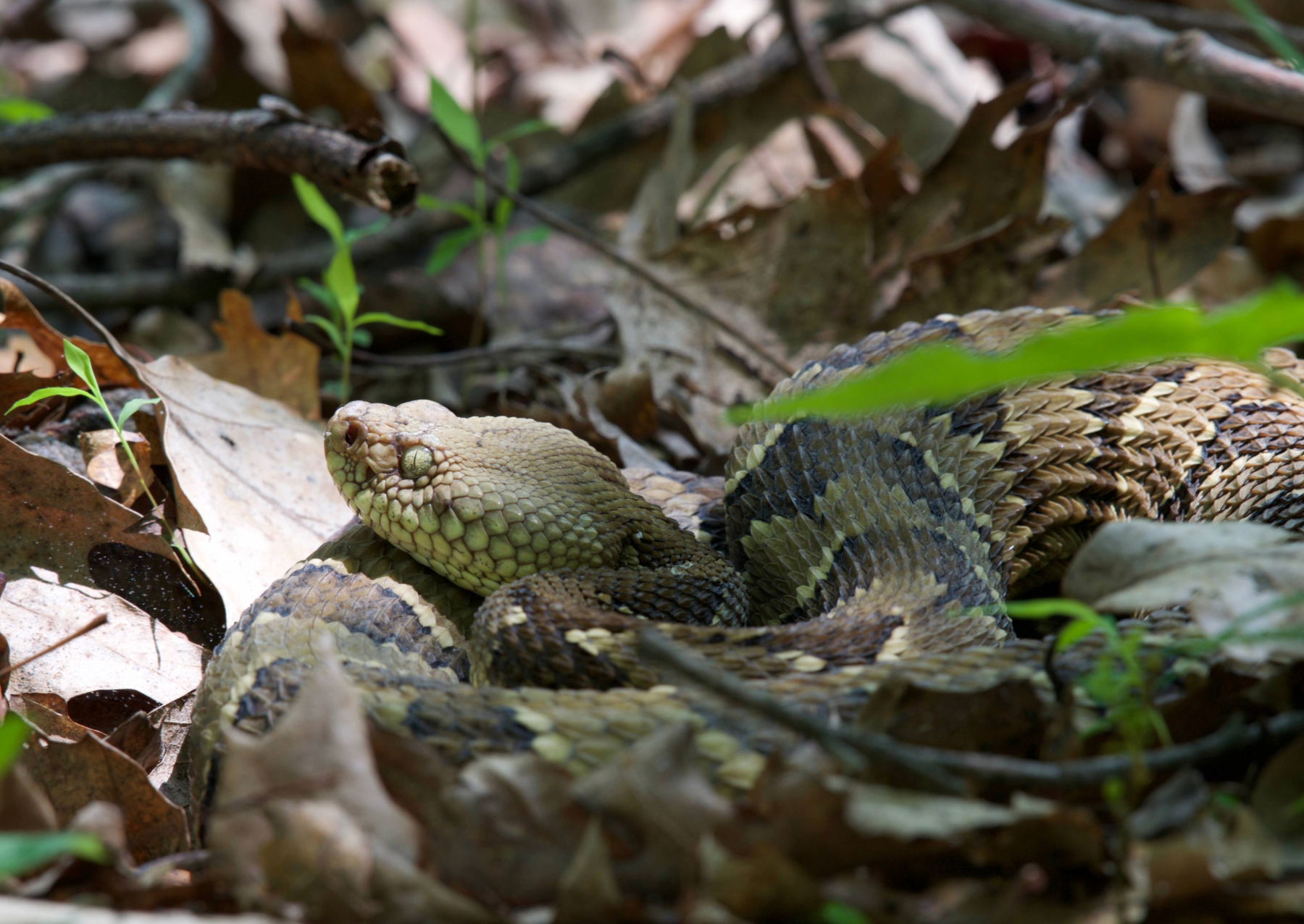 coiled snake in the forest 