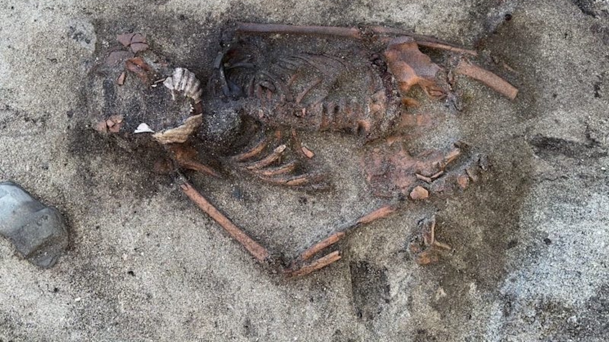 Man with metal detector stumbles on perplexing Viking Age grave