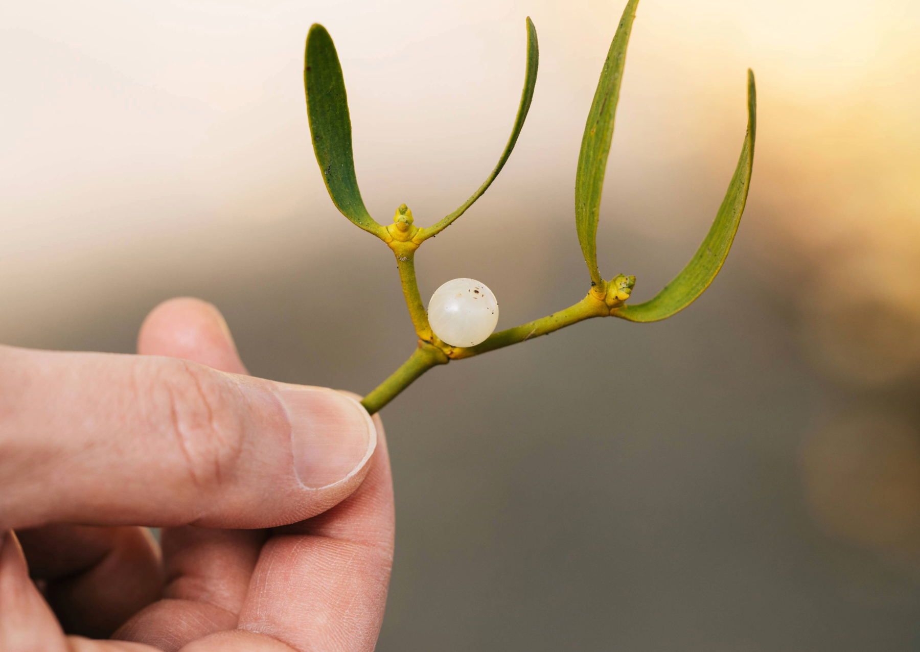 a hand holding a branch of mistletoe with a white berry