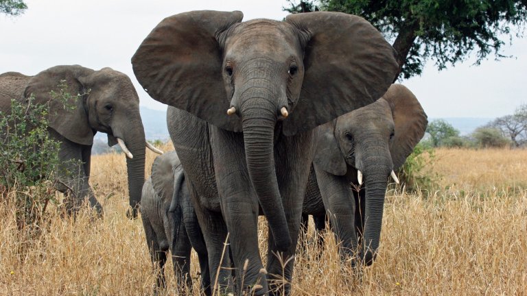 A group of three African elephants walking through tall, dry yellow grass in a savanna. The central elephant is facing forward with its large ears fully fanned out, flanked by two others with visible tusks.