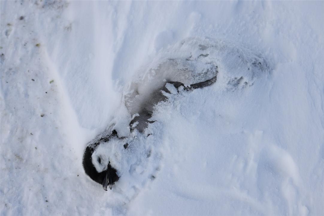 a dead penguin chick in the snow