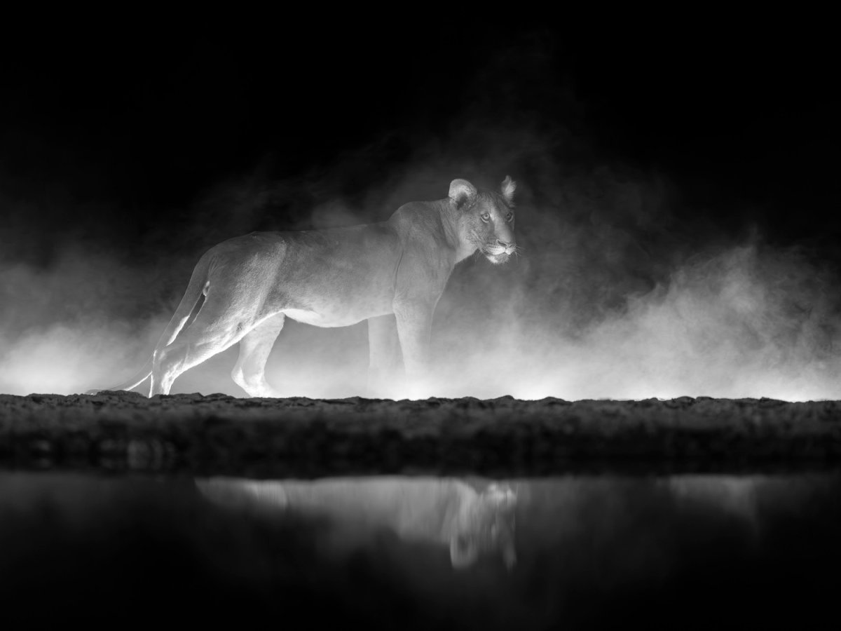 13 gorgeous black-and-white images of the animal kingdom