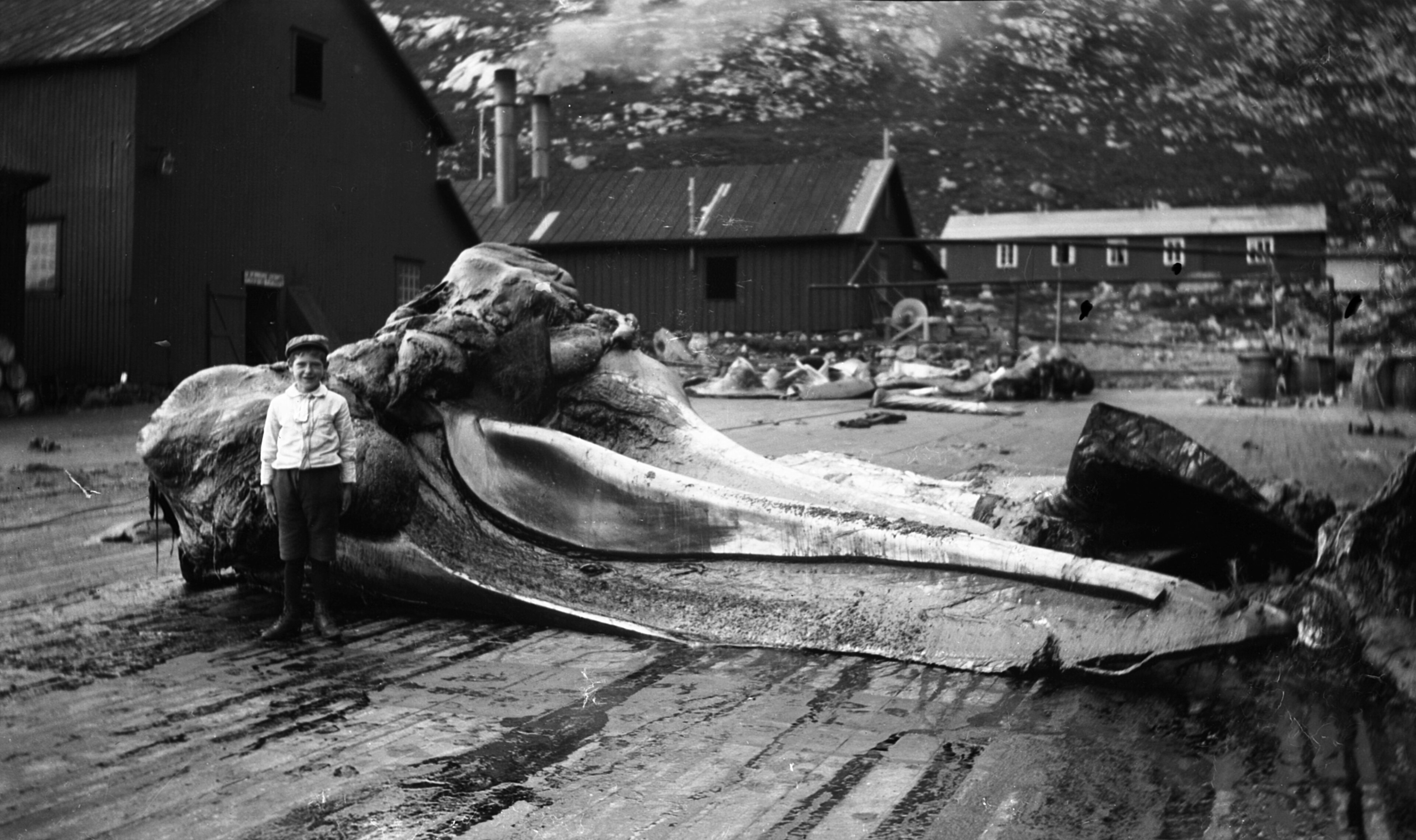 A black and white historical photograph from a whaling station, showing a young boy standing next to a massive whale jawbone. The jawbone is significantly taller and longer than the boy, emphasizing its immense scale. In the background, simple wooden buildings and industrial structures sit at the base of a rugged, rocky hillside.