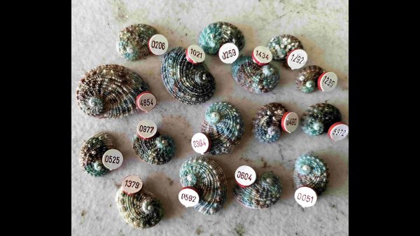 Mysterious, numbered mollusk discovered on Australian beach | Popular ...