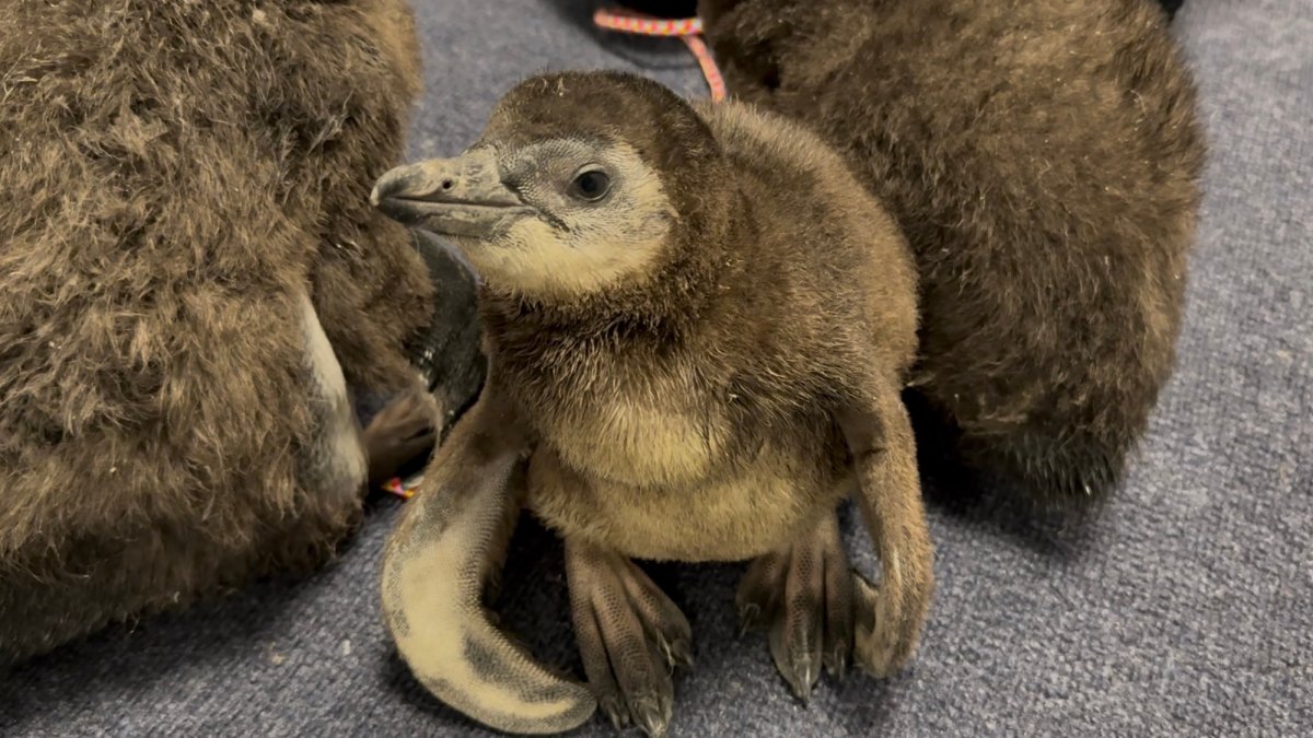 Endangered Penguin Chick Hatches at Aquarium – 3 in a Month! Endangered Penguin Chick Hatches at Aquarium – 3 in a Month!