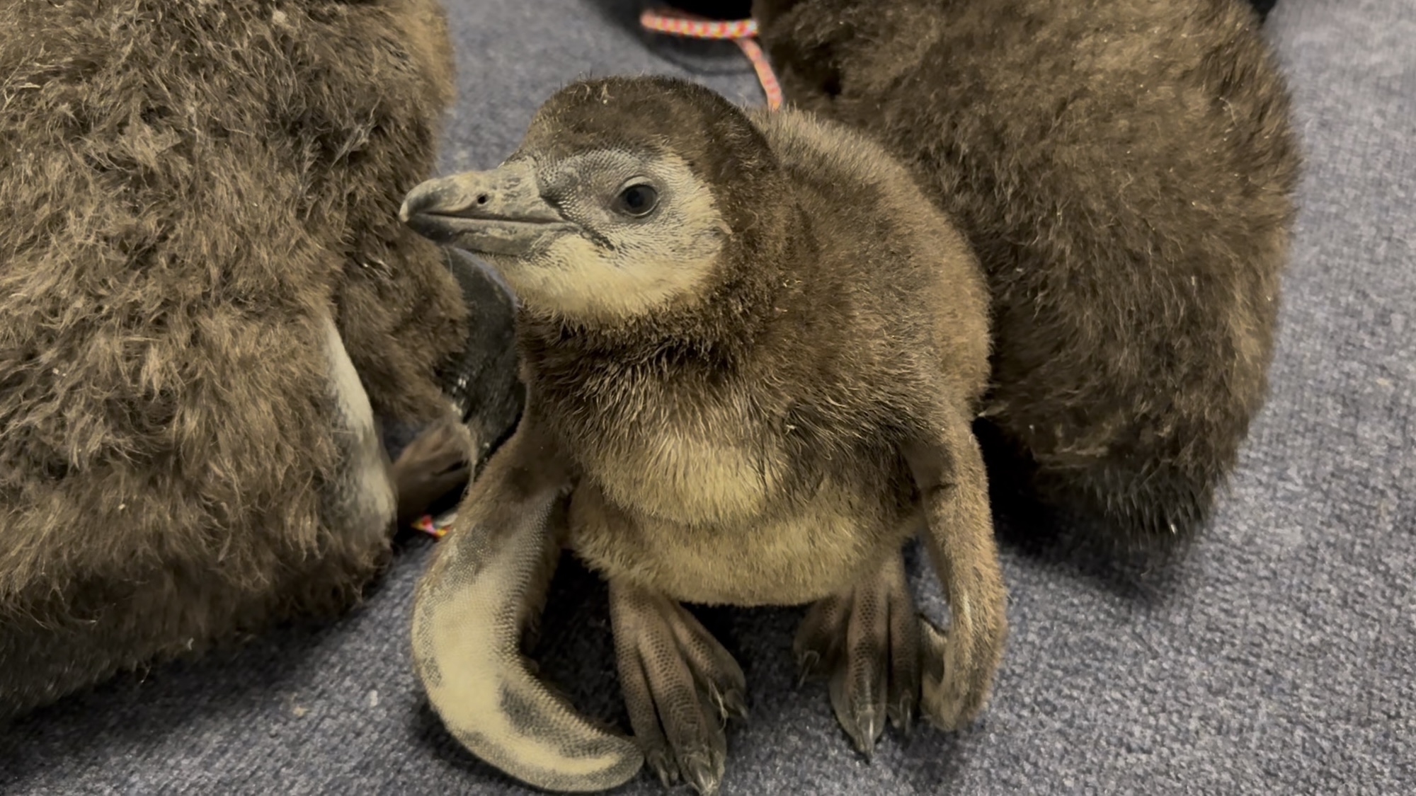 African penguin chick close-up