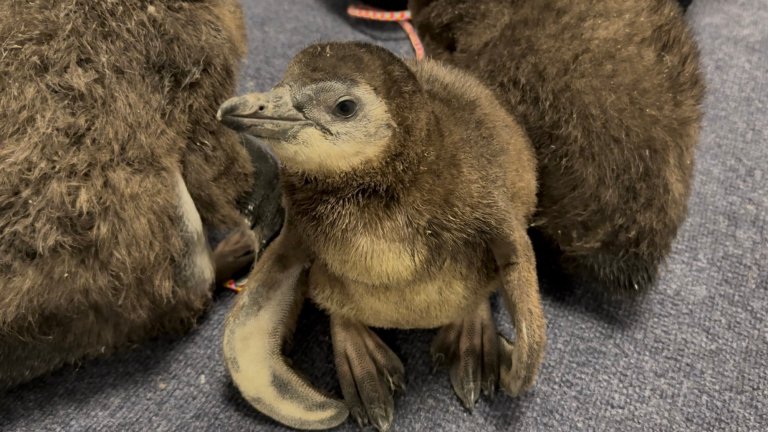 African penguin chick close-up