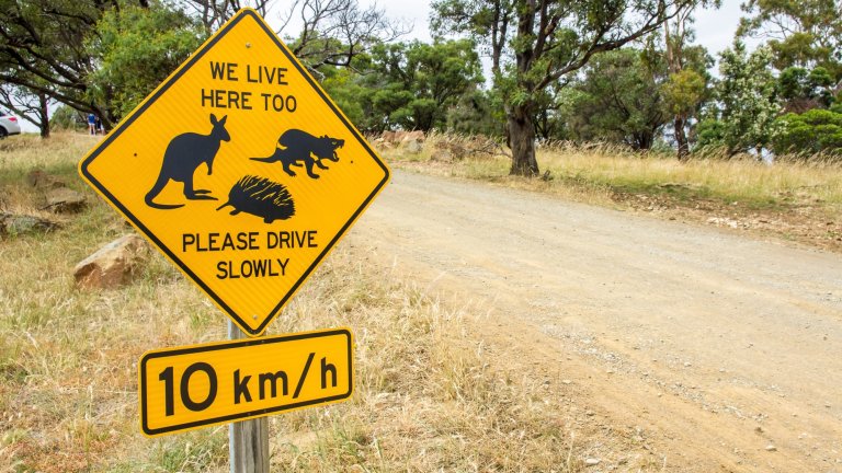 Hobart, Tasmania - December 27 2016: road side warning sign for Tasmanian kangaroo, tasmanian devil and echidna wildlife