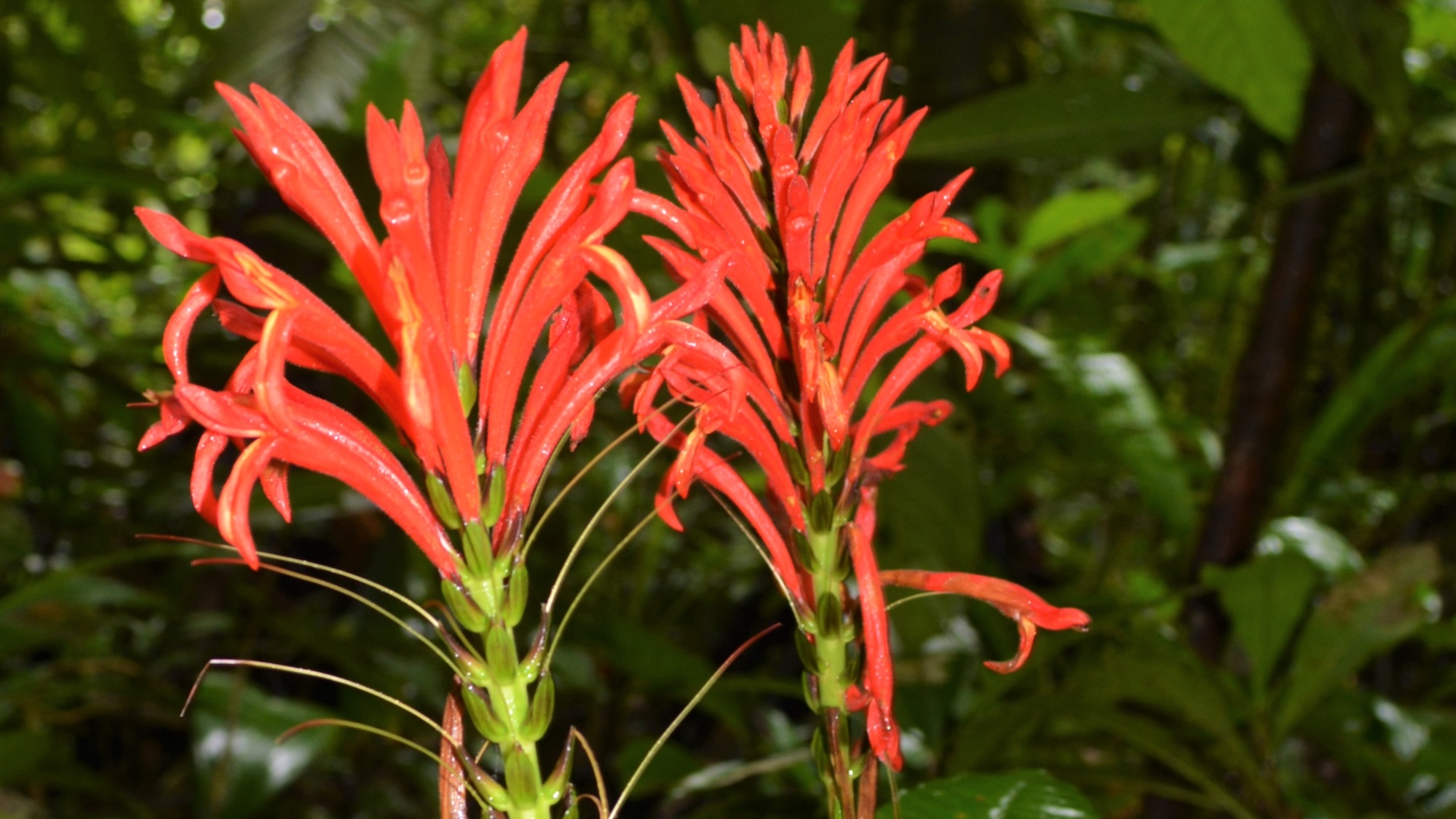 A detailed view of the fiery flowers of Aphelandra calciferi, a newly described Peruvian shrub species. © Rodolfo Vasquez
