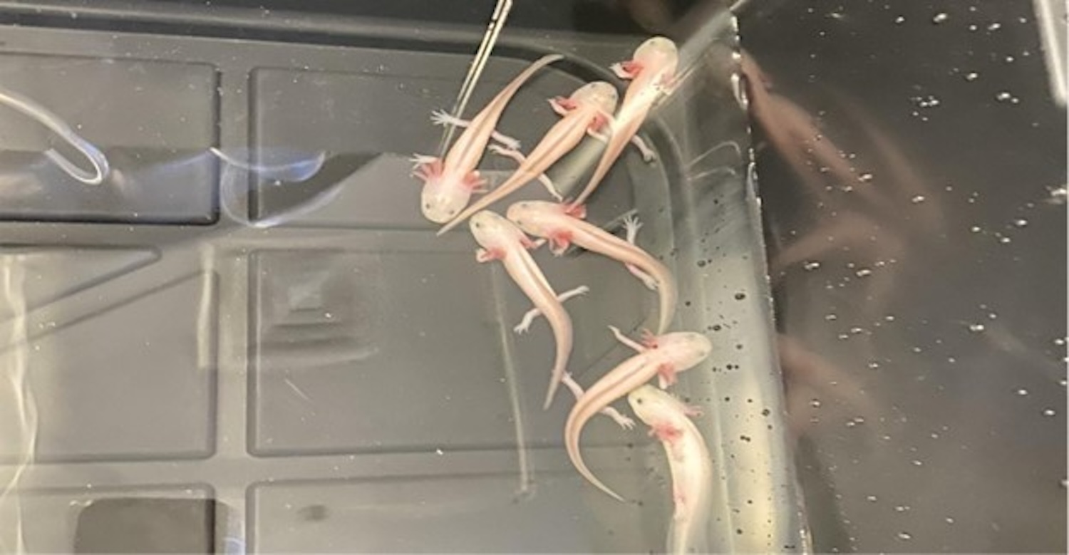 Multiple white axolotls in tank