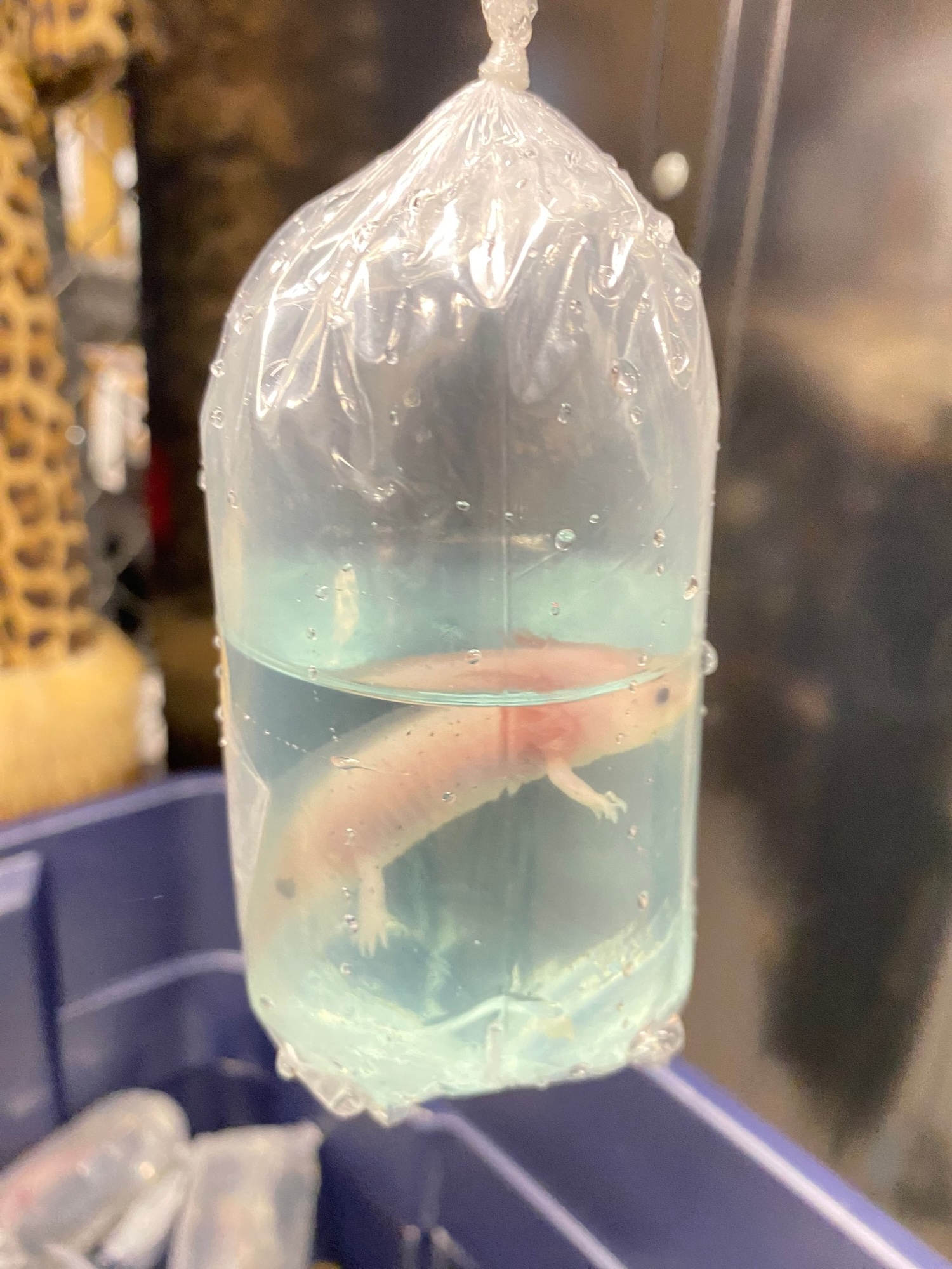 White axolotl in water inside plastic bag