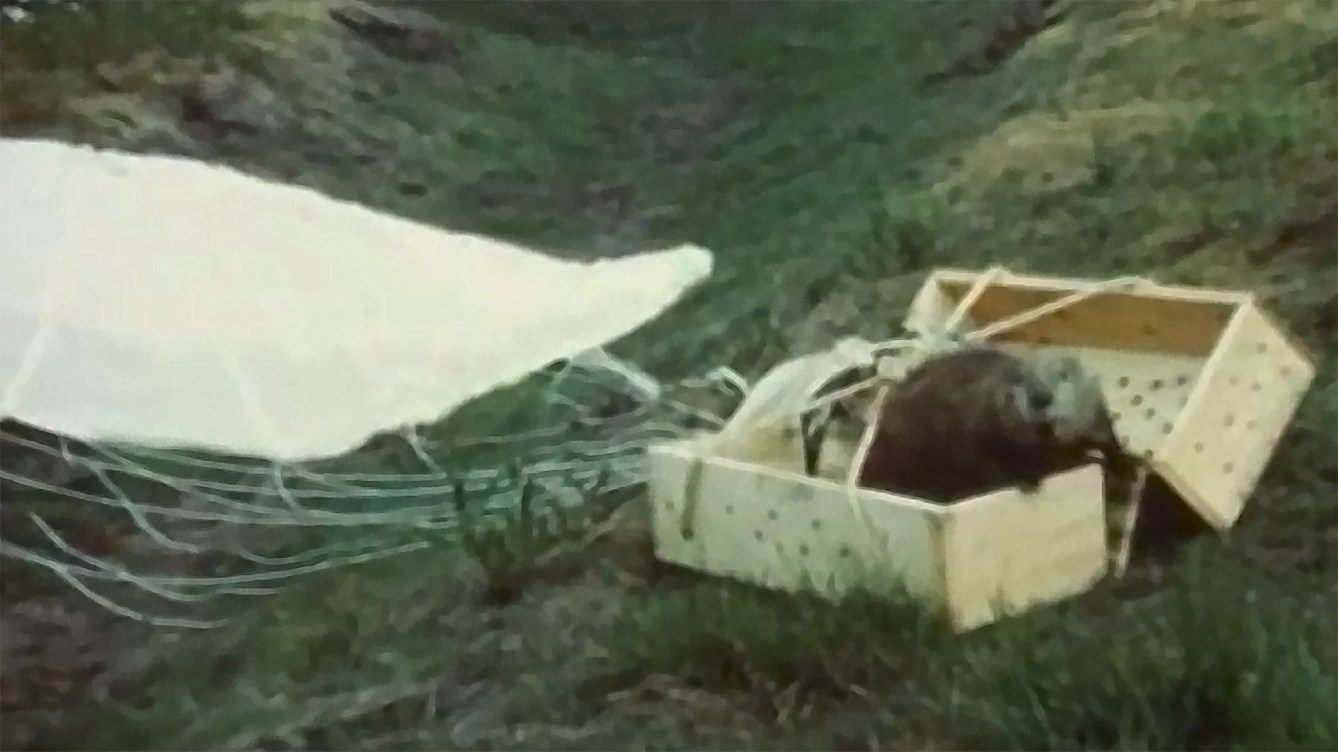 Idaho once dropped 76 beavers from airplanes—on purpose | Popular Science