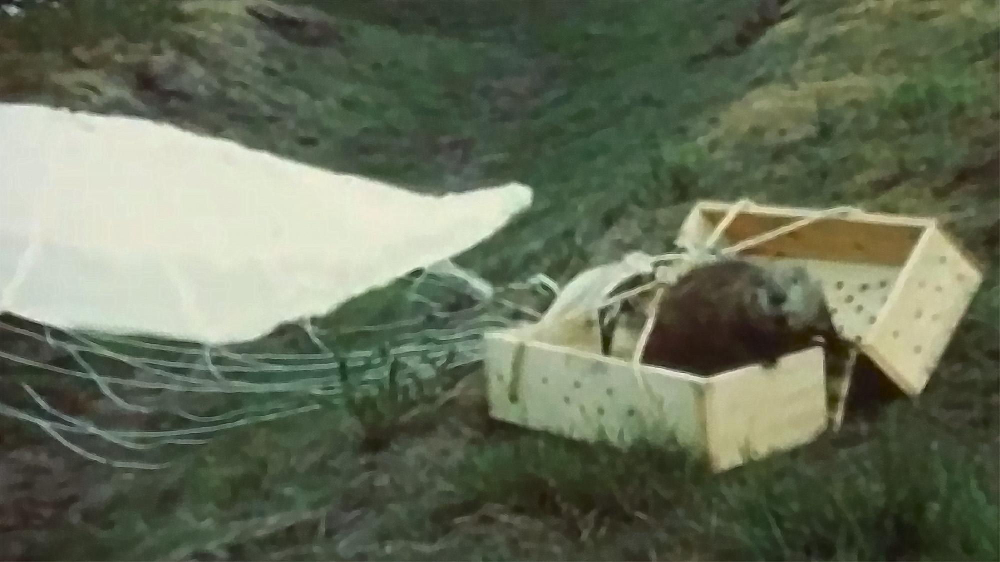 A beaver looks out from a wooden box with holes. A deployed parachute rests on the ground behind the beaver. The scene takes place in a grassy field.