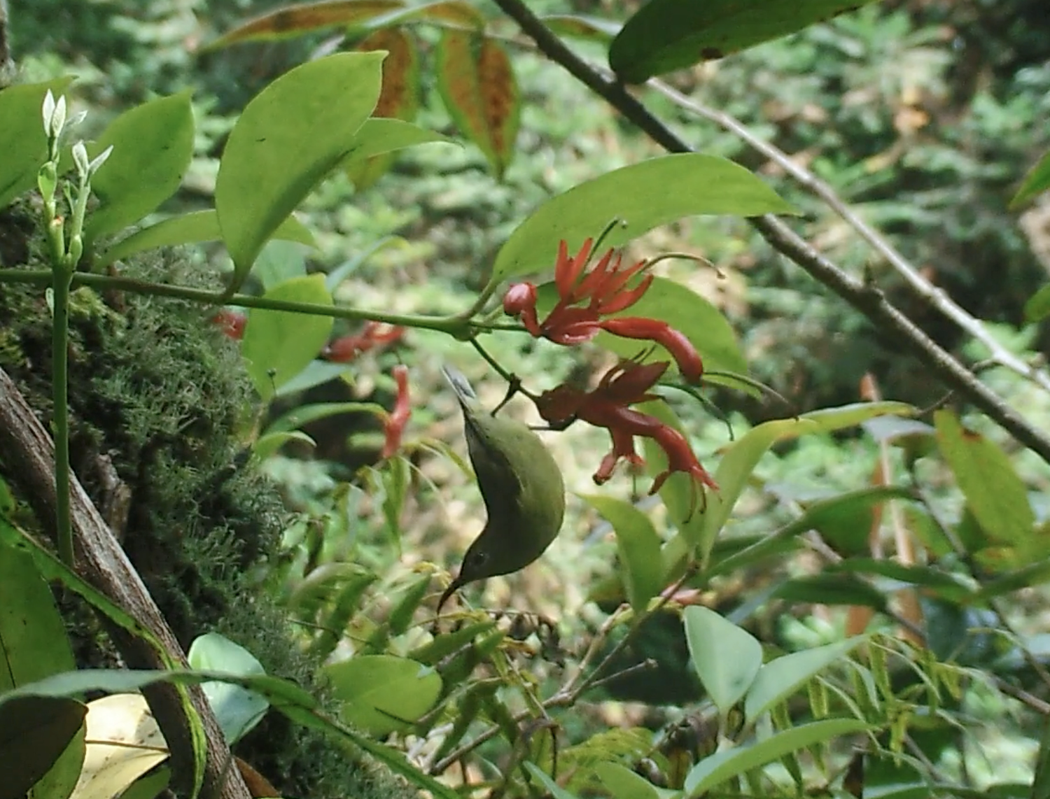 Female Black-throated Sunbird (Aethopyga saturata) visiting the typical sunbird-pollinated Aeschynanthus bracteatus in Pingbian, southeastern Yunnan, China. Credit: Jing-Yi Lu