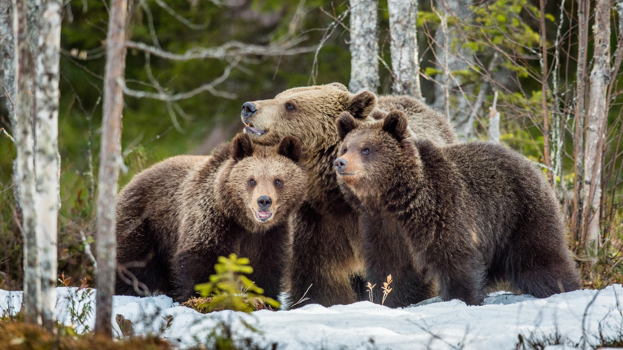 She-bear and bear-cubs. Adult female of Brown Bear (Ursus arctos) with cubs on the snow in spring forest.