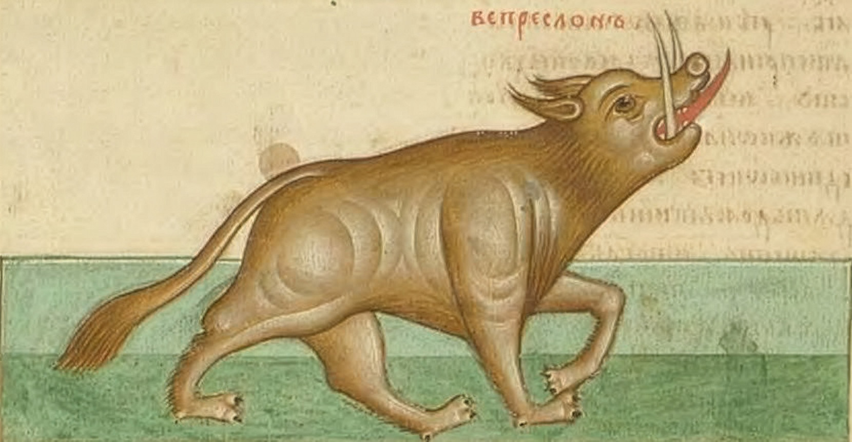 A medieval illustration of a wild boar with large tucks and a protruding red tongue. The beast walks on green and looks slightly up.
