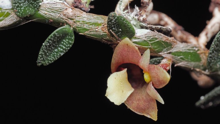 The tiny blooms of Dendrobium eruciforme, known as the caterpillar orchid due to its creeping habit and small size. © Andre Schuiteman RBG Kew