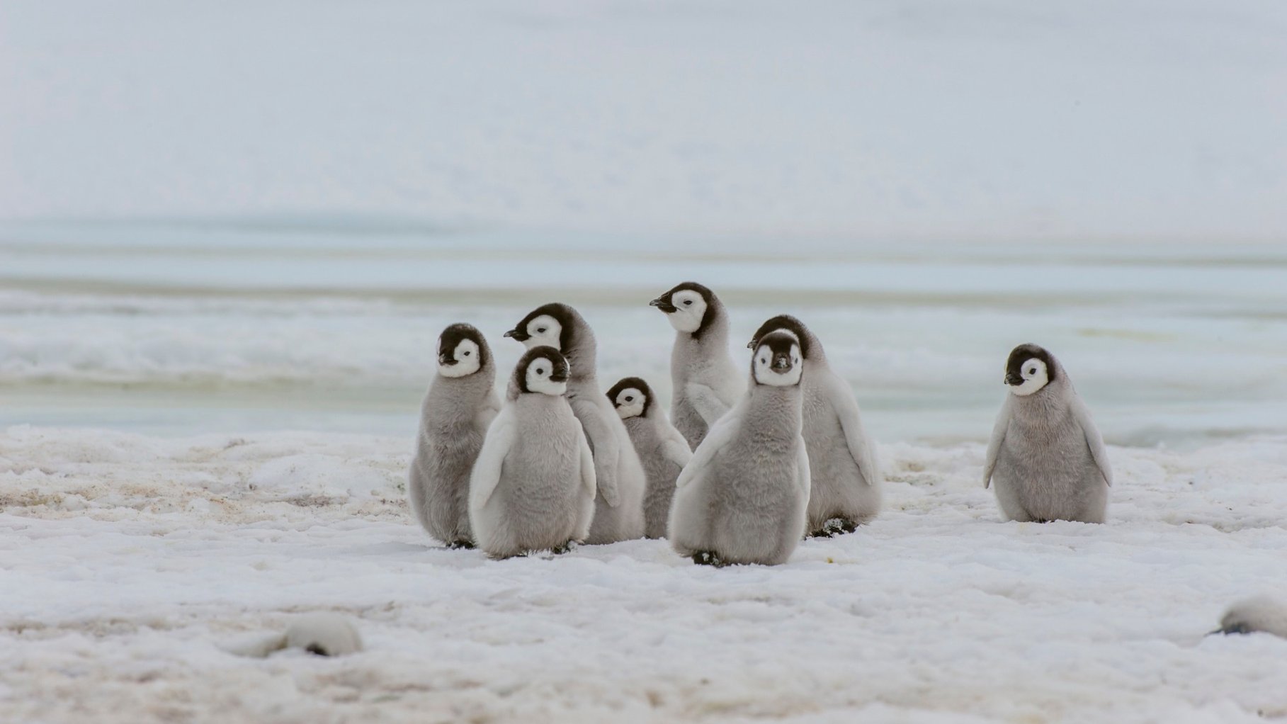 A group of Emperor penguin chicks (