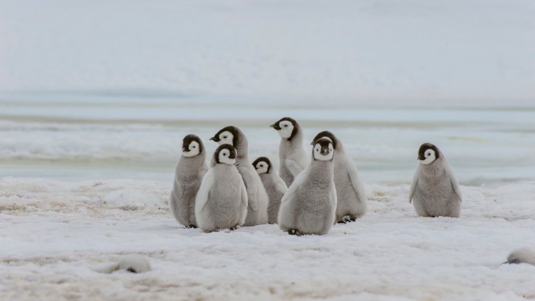 A group of Emperor penguin chicks (