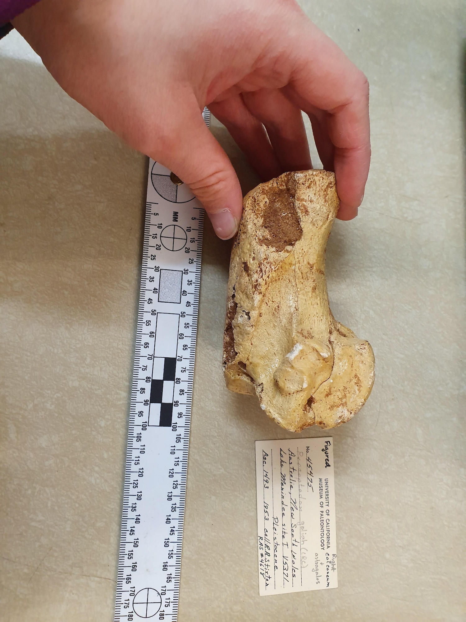Hand holding giant kangaroo heel fossil next to measuring tape