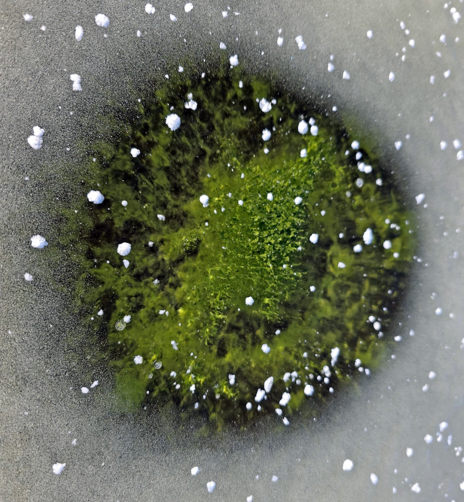 Close up of cynaobacterial eye