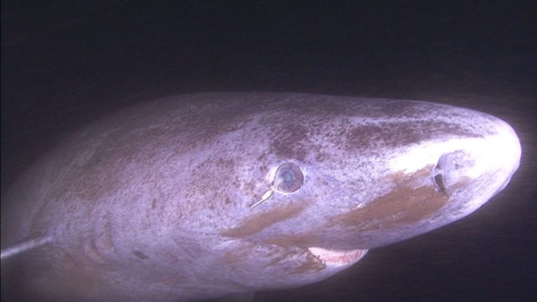 Close up of Greenland shark with copepod attached to eye