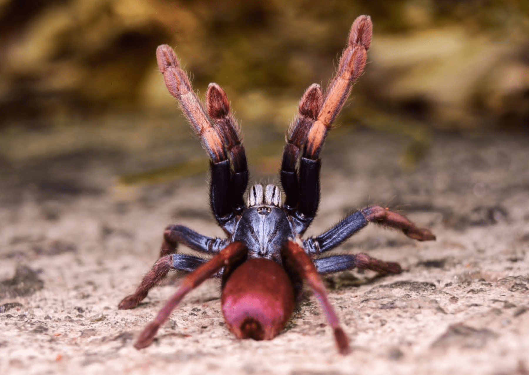 a spider with wild colors