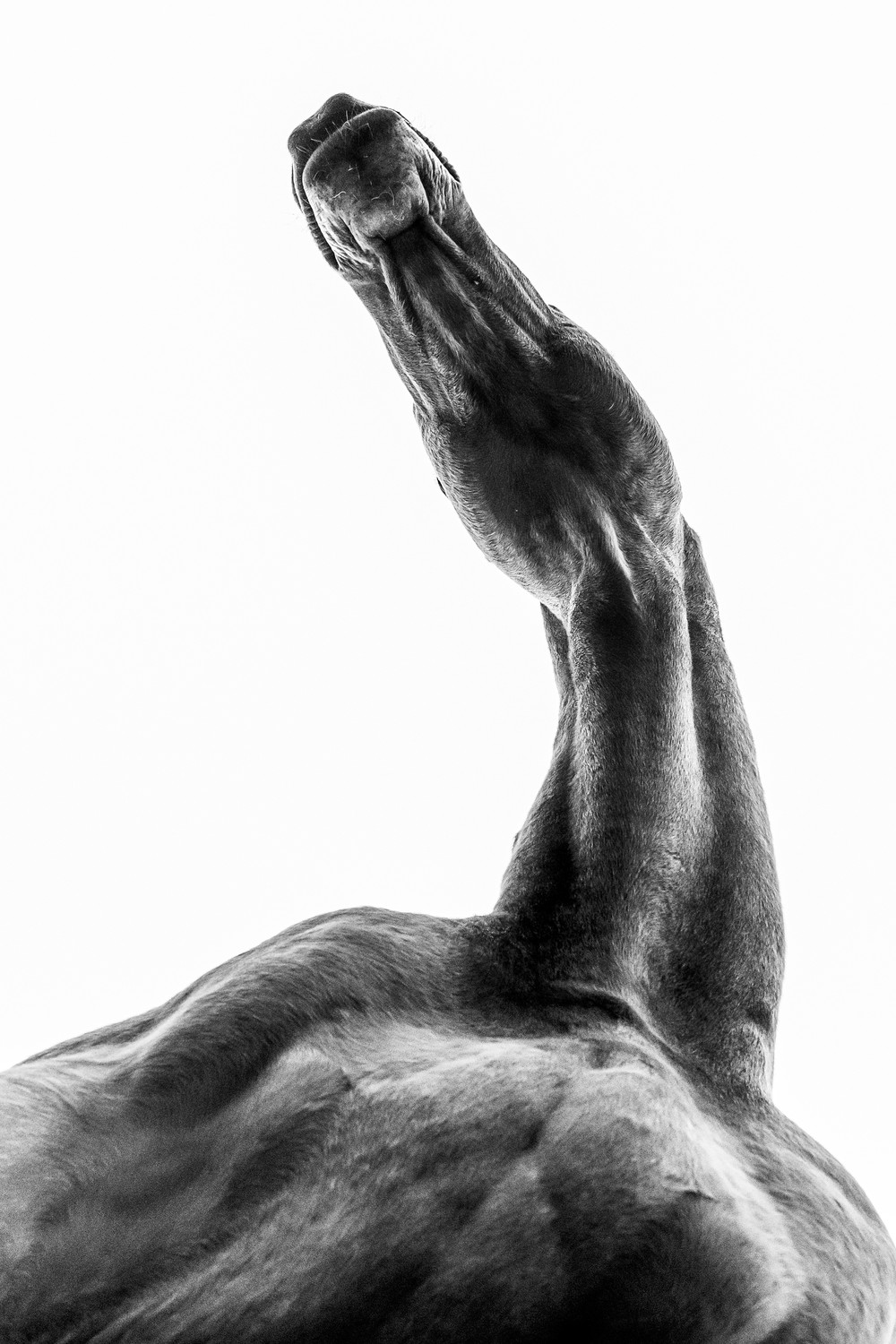 a horse's neck and hand seen from underneath