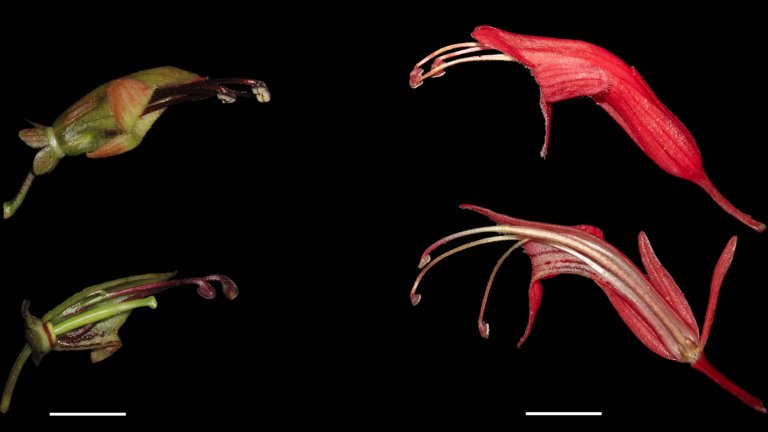 Comparison of short green and long red lipstick vine flowers