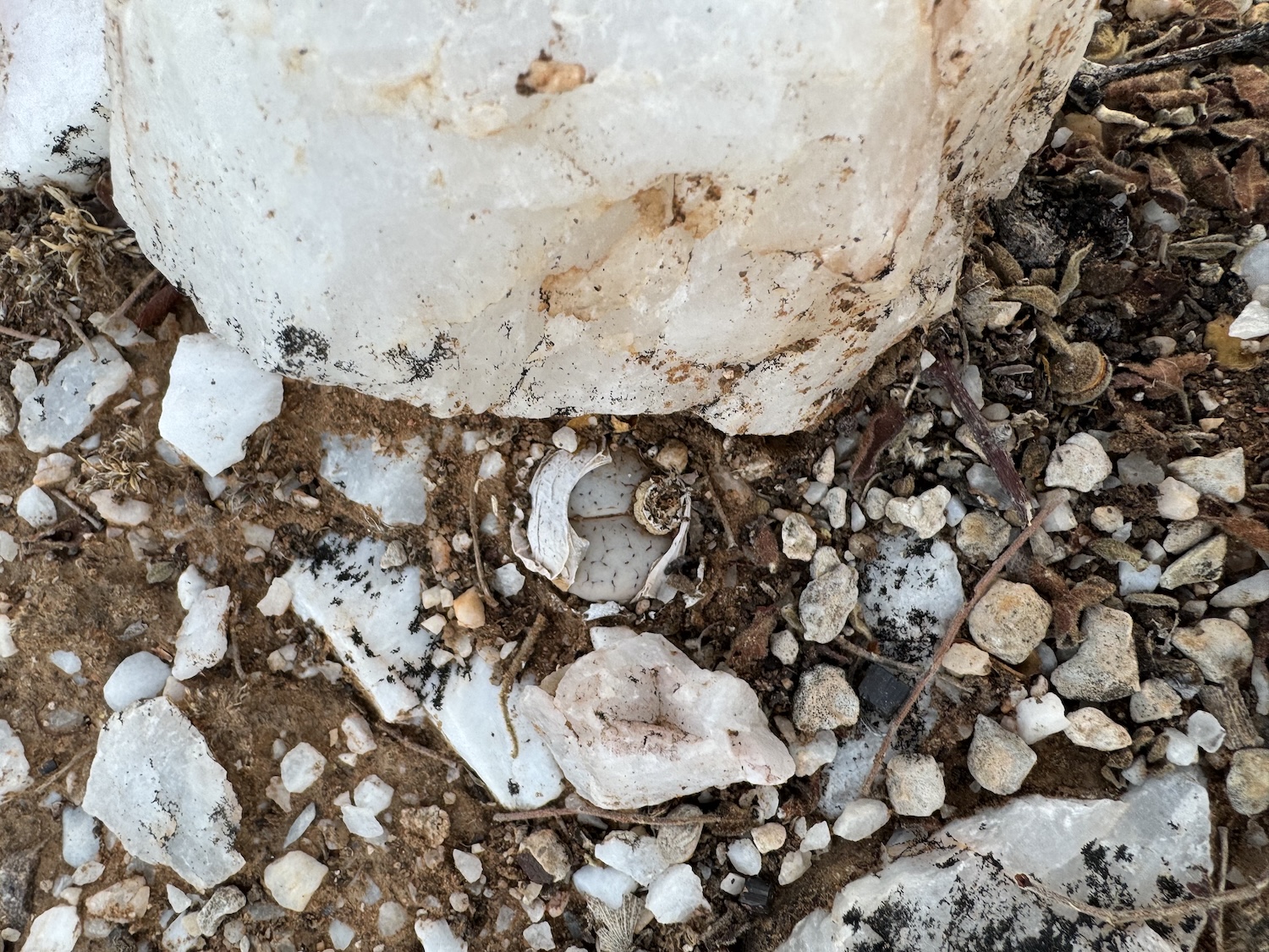 A new subspecies of ‘living stone’, Lithops gracilidelineata subsp. mopane, blends with its savannah woodland surroundings. Credit: Sebastian Hatt / RBG Kew