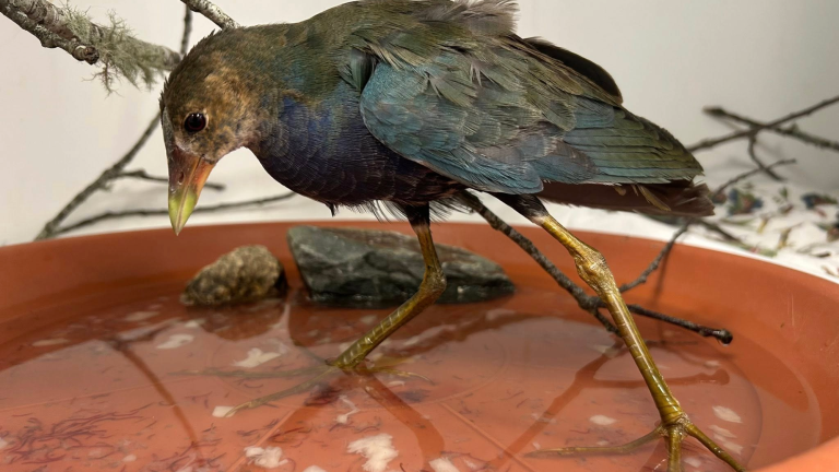 a bird with long legs and colorful feathers