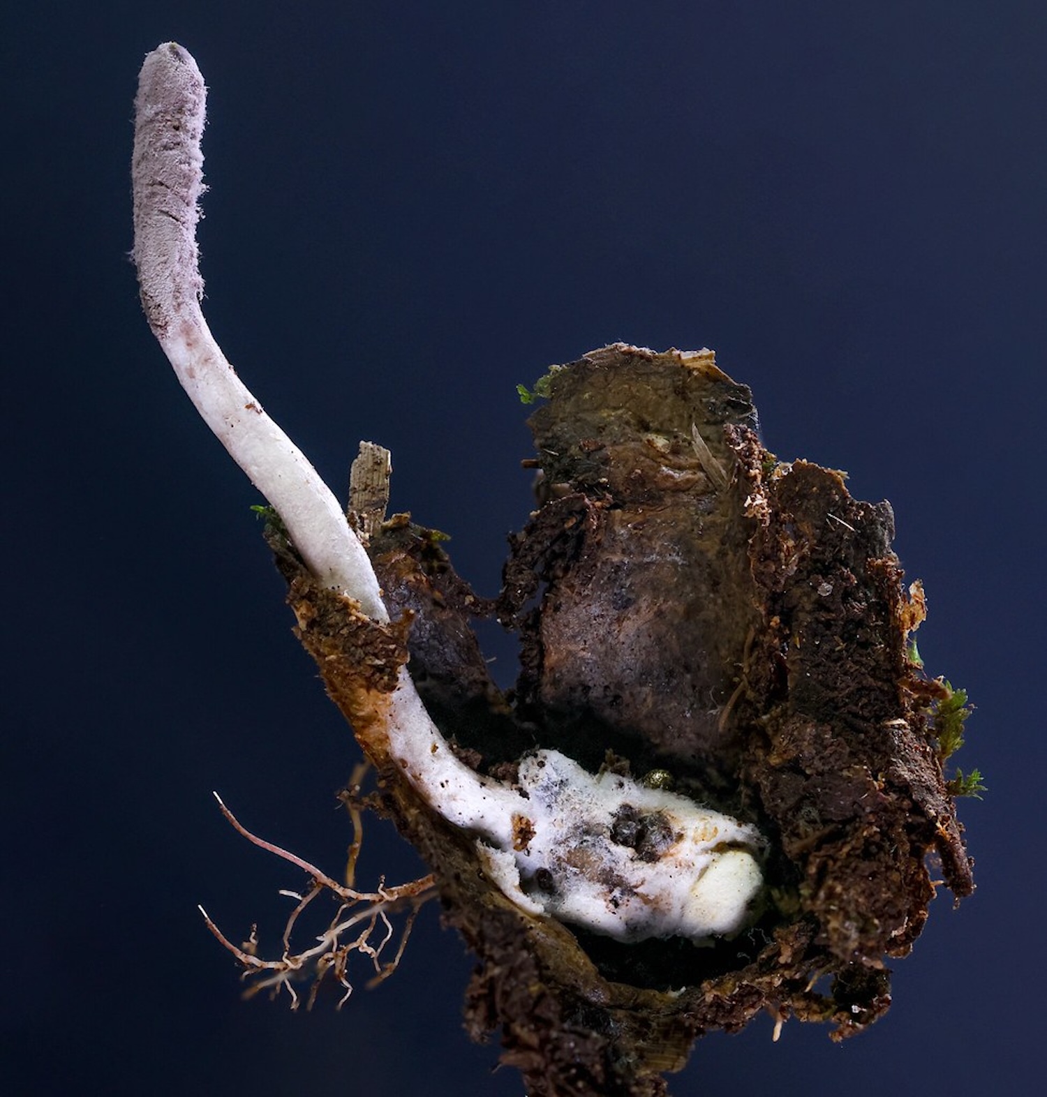 Zombie fungus, 'living stones' among favorite botany discoveries