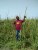 a farmer in a filed holding up tall grass