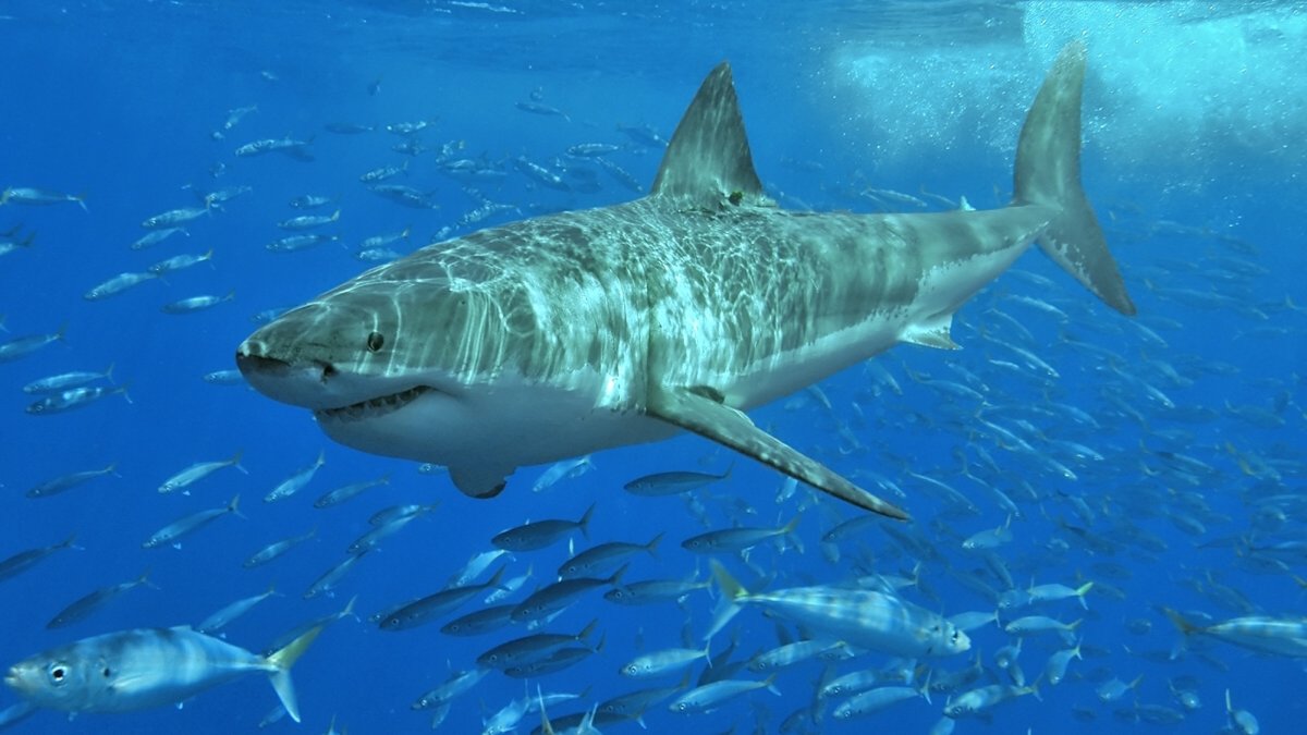 Great white sharks grow a whole new kind of tooth for slicing bone as they&nbsp;age