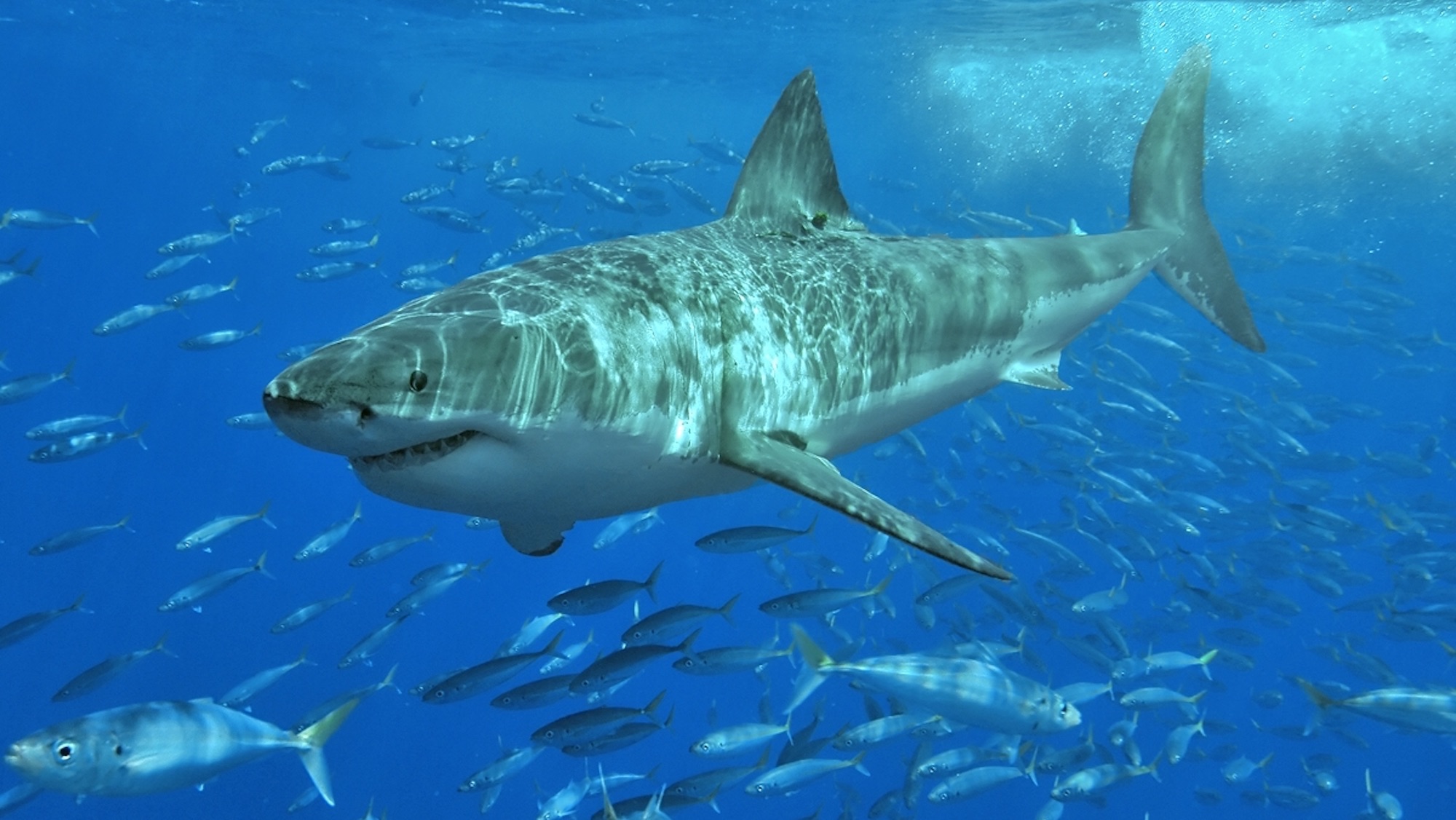 great white shark swimming