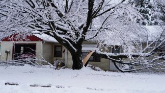 Tree Explode From Cold Do trees really explode in extreme cold? | Popular Science