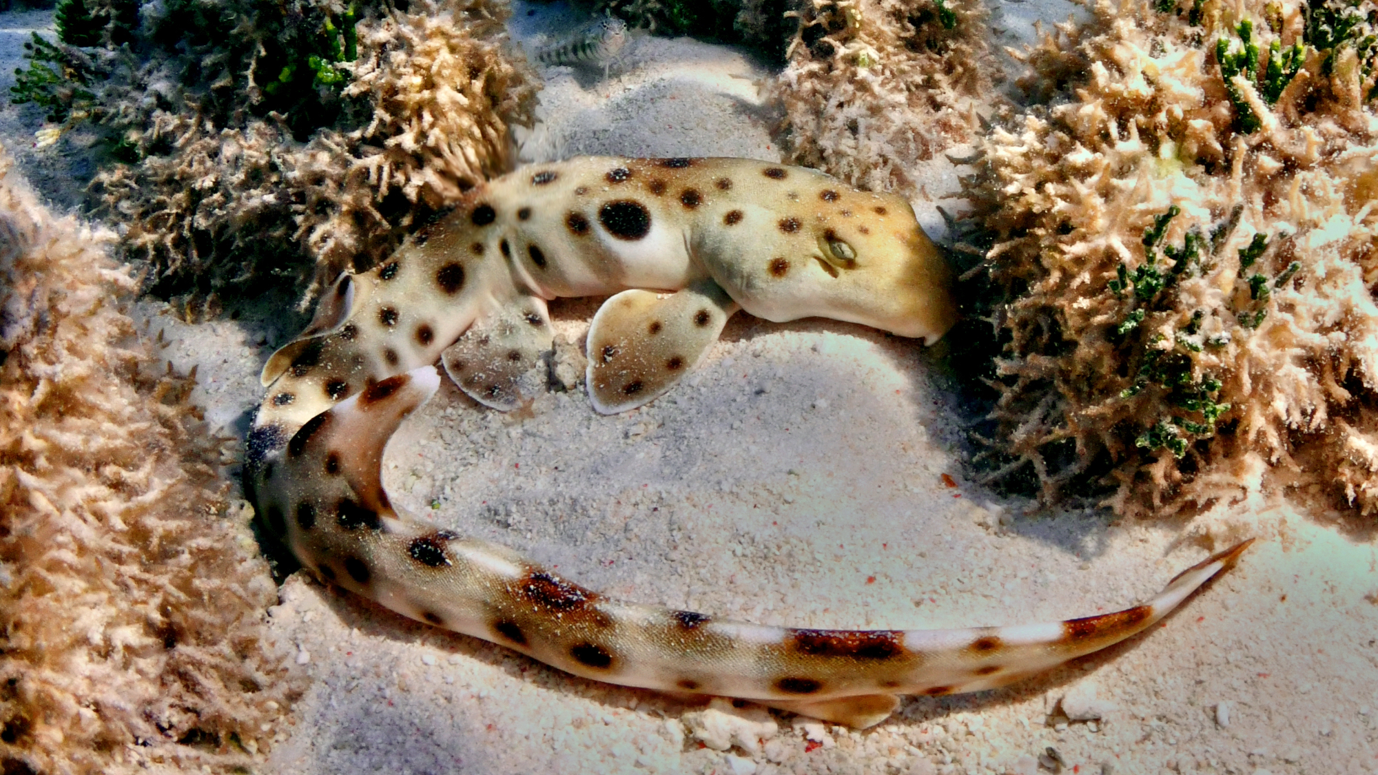 a shark with brownish yellow scales and spots curled up among coral