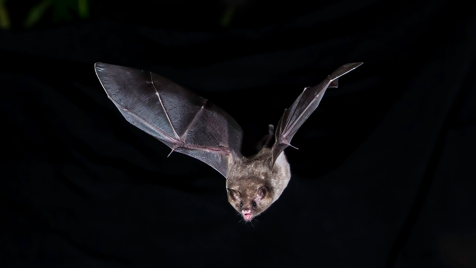 popsci.com - Mack DeGeurin - A robot bat sheds new light how they hunt in darkness
