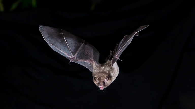 a bat flying through the night