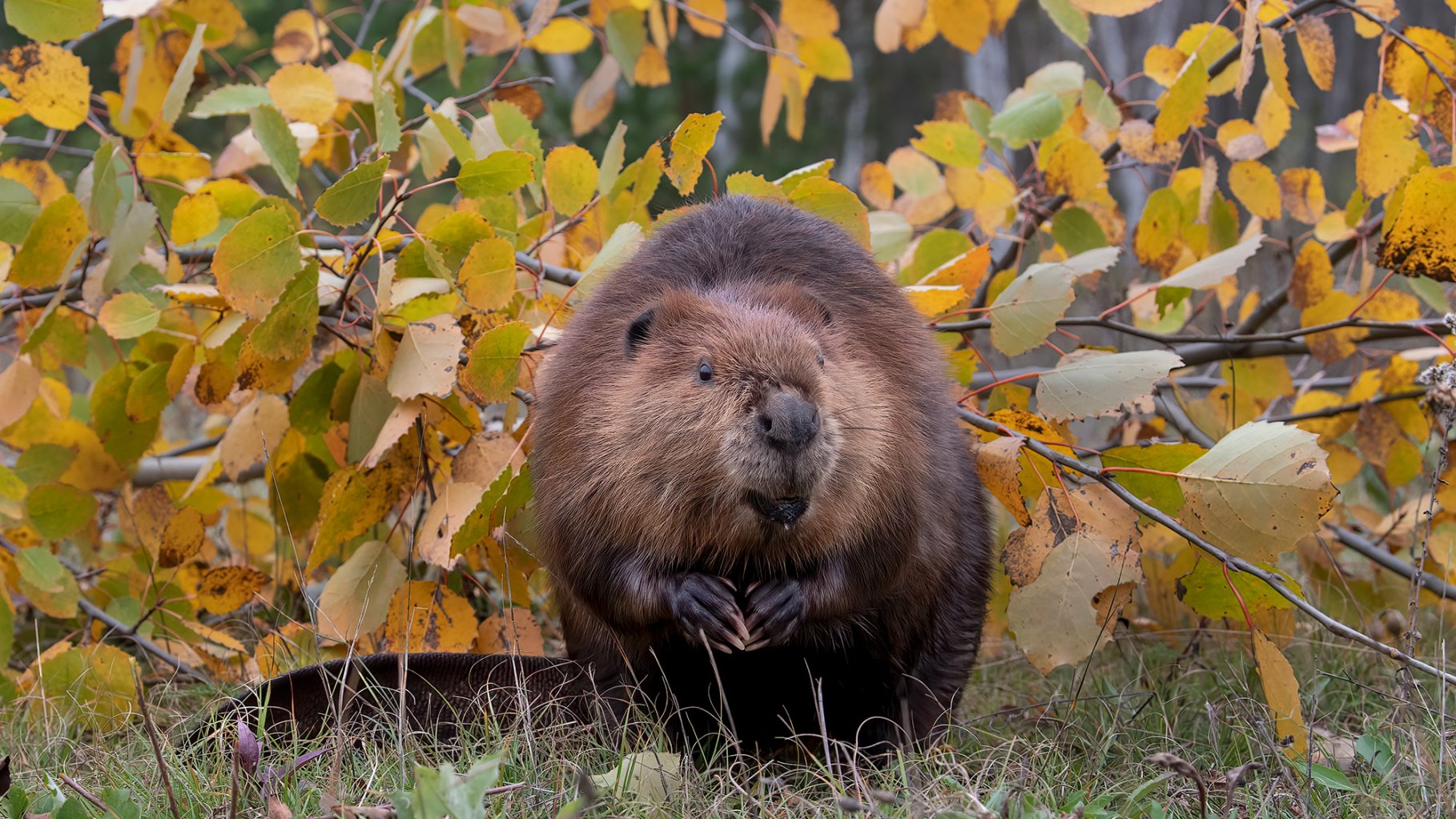 A fluffy beavers sits in front of a fallen tree branch with yellow leaves.