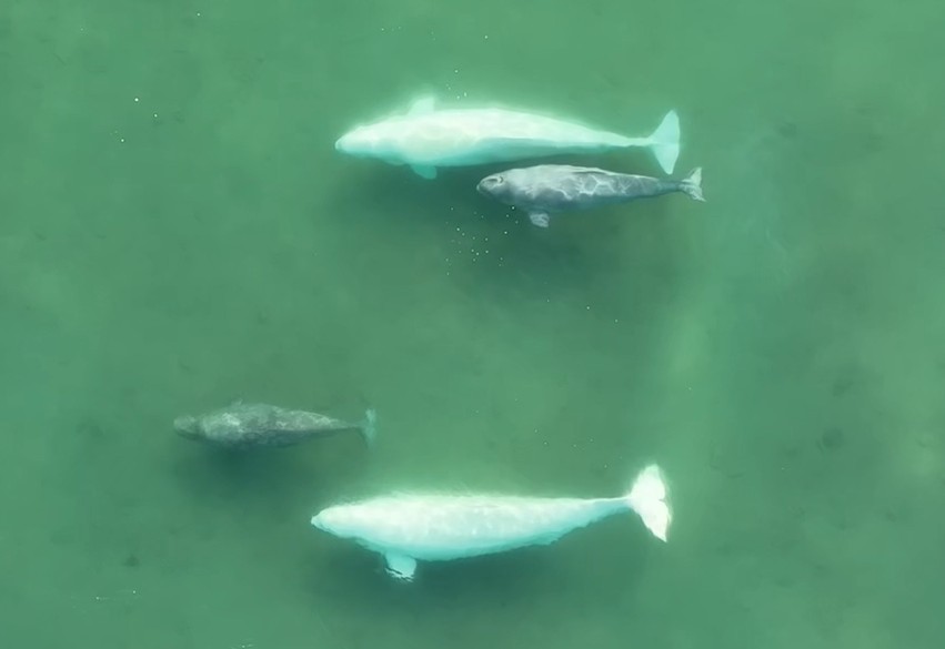 The swinging sex lives of Alaska’s beluga whales | Popular Science