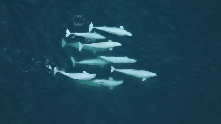 a pod of white beluga whales swimming off the coast of Alaska