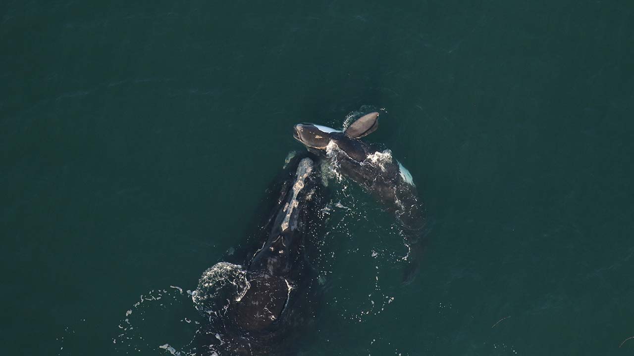 a whale mother and calf