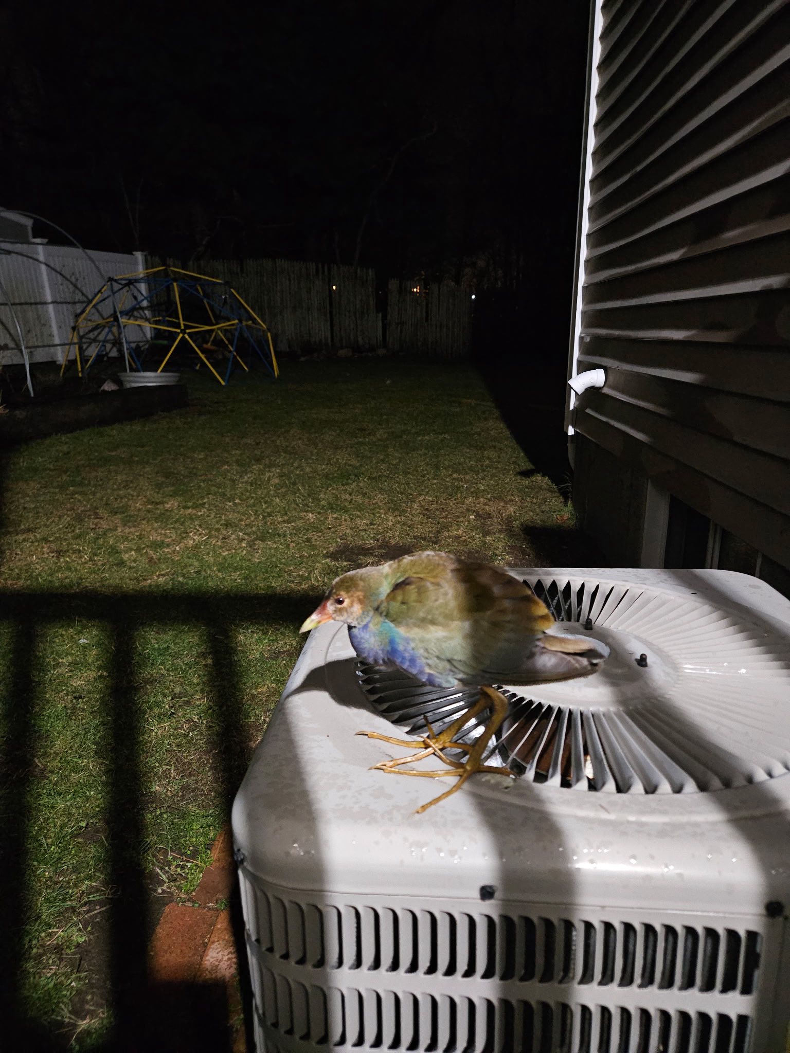 a bird with colorful feathers stands on a backyard air conditioning unit
